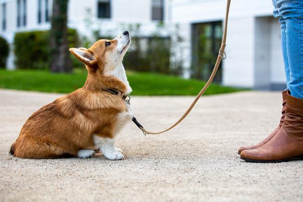 Corgi on leash