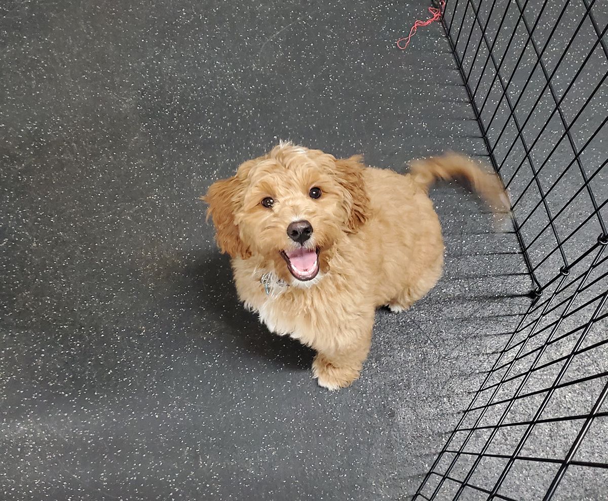 Labradoodle pup