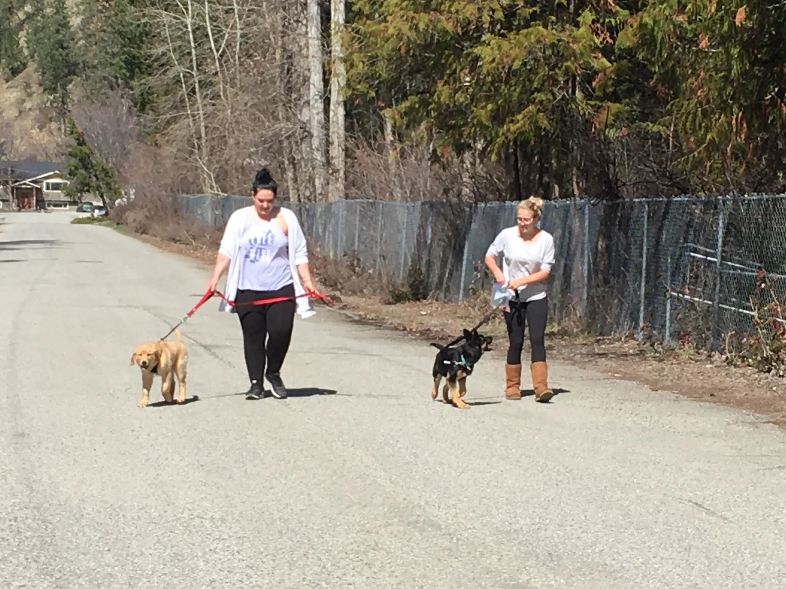 2 people walking a golden retriever puppy and a German shepherd puppy on leash