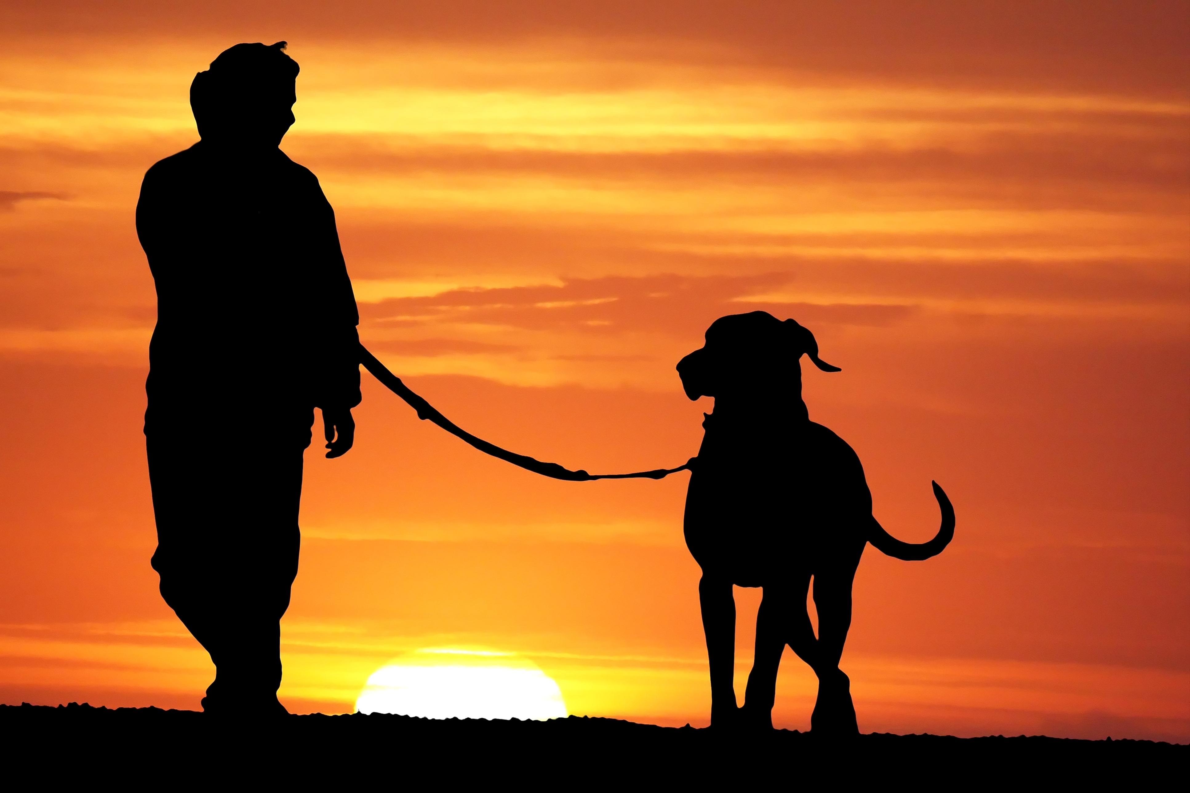 Dog and human on sunset