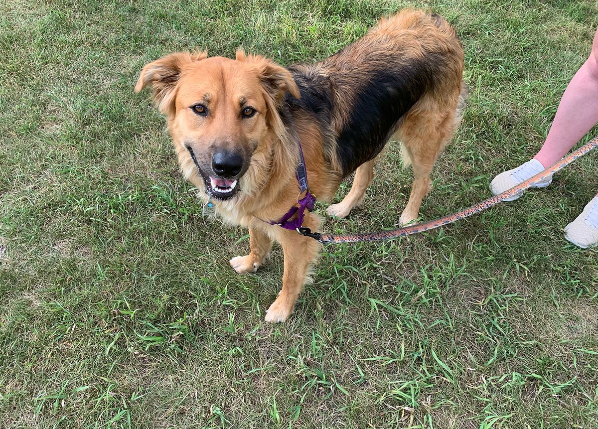 dog outside on grass