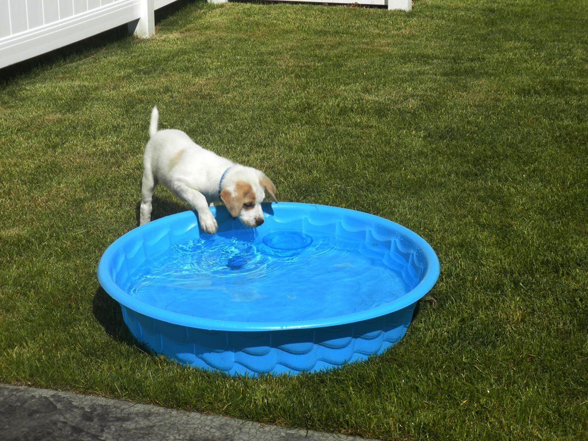 Puppy in pool