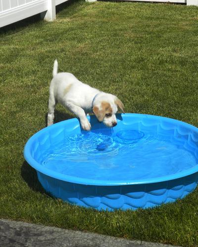 Puppy in pool