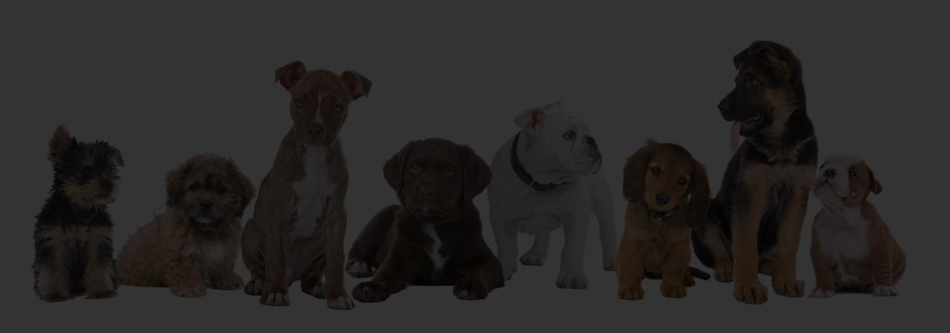 Row of puppies with a black overlay