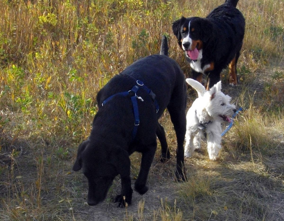 group of dogs on hike