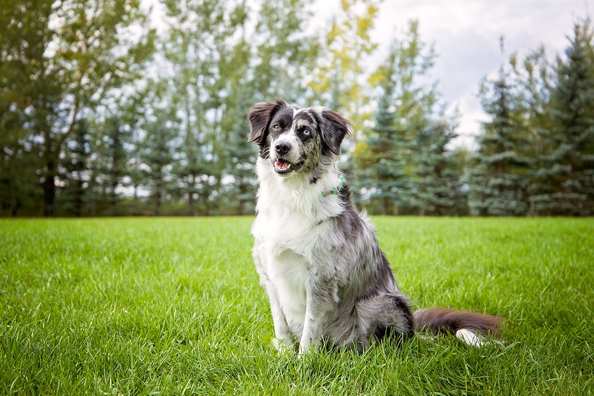 Aussie Shepherd