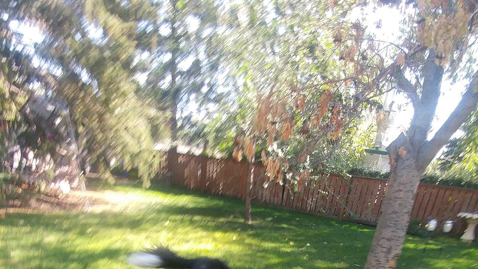 Black, brown and white dog running on grass