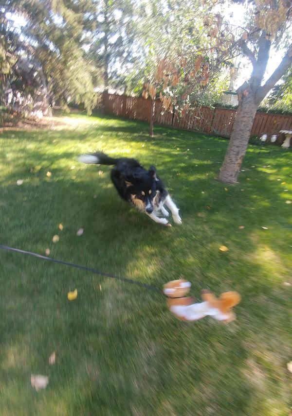 Black, brown and white dog running on grass