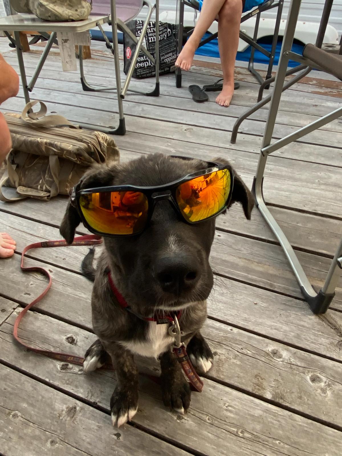 Sunglasses dog