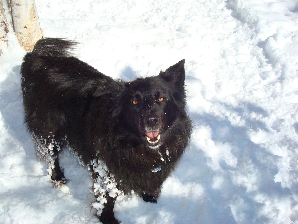 black dog in snow