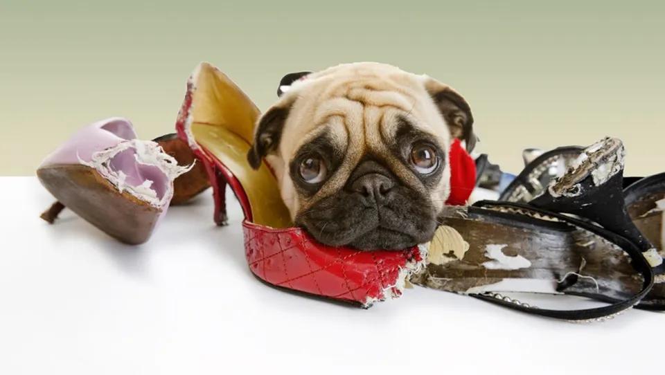 The pug that ruined your shoes!