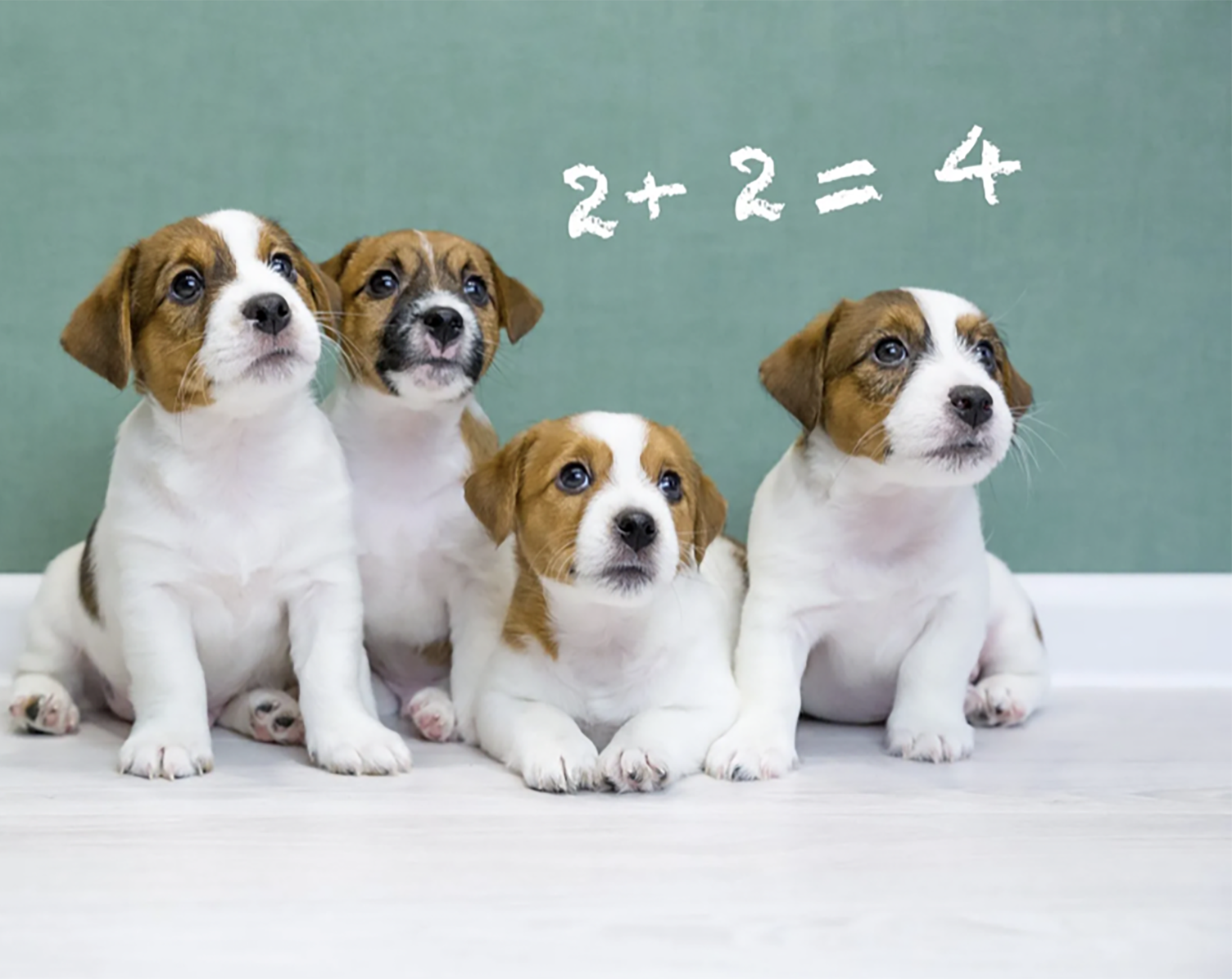 Smart puppies