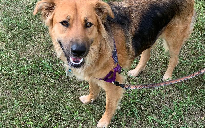 Beautiful German Shepherd Mix
