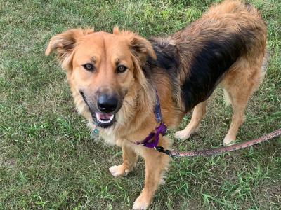 Beautiful German Shepherd Mix 