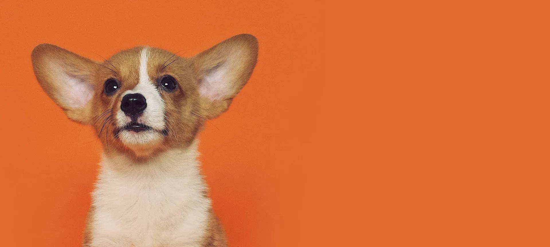 Corgi puppy on orange background