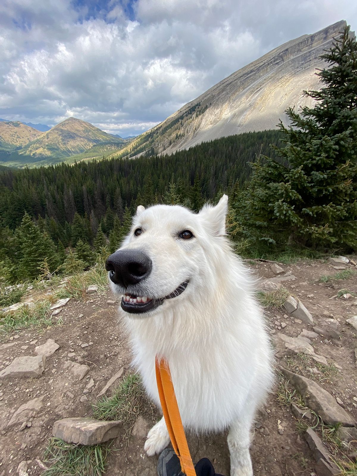 white dog in mountains