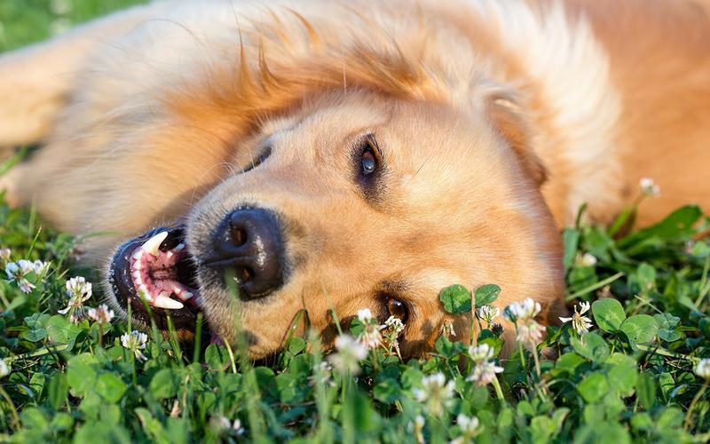 Happy Golden Retriever in grass