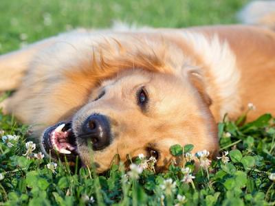 Happy Golden Retriever in grass