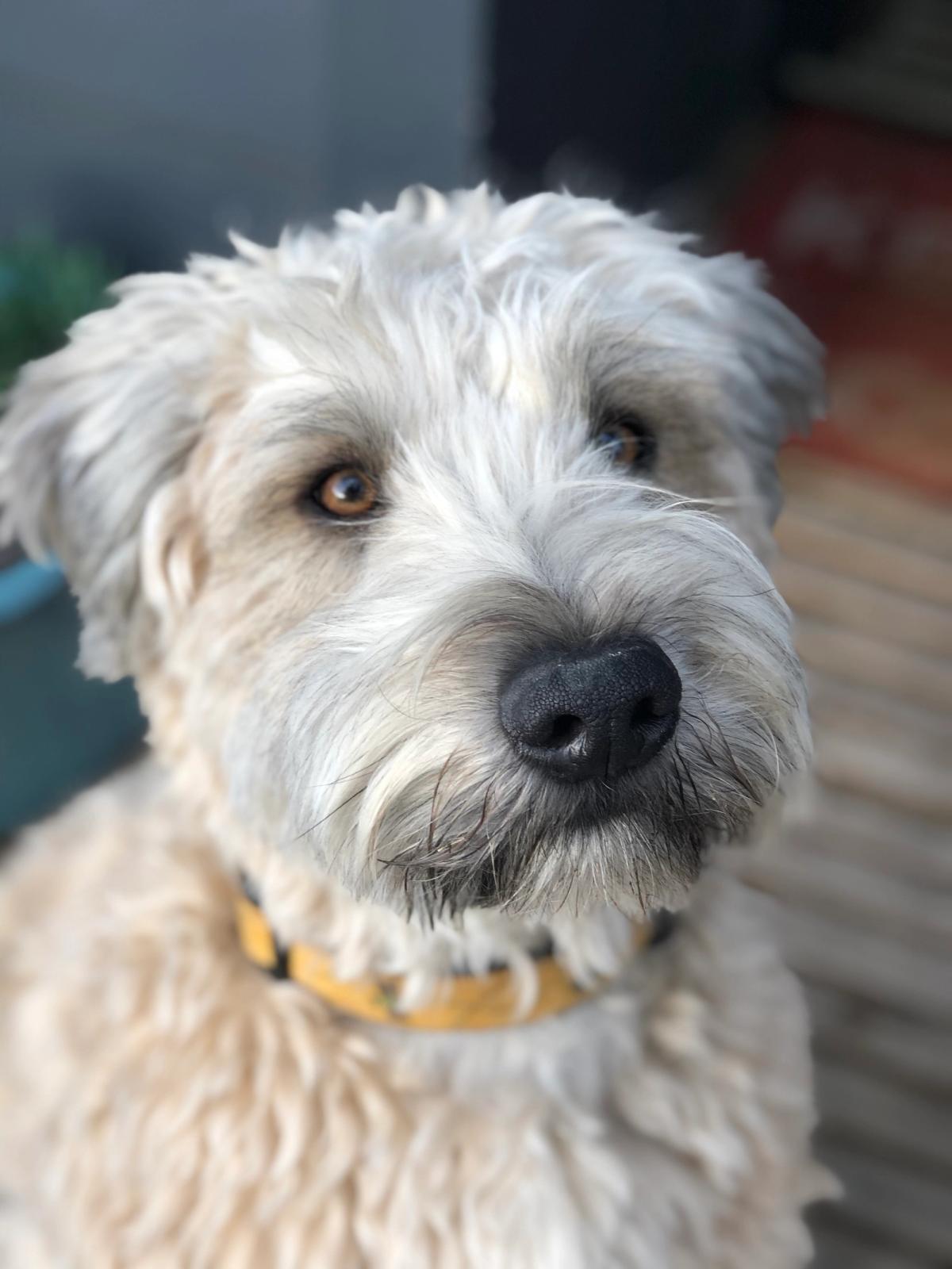 white wheaton terrier