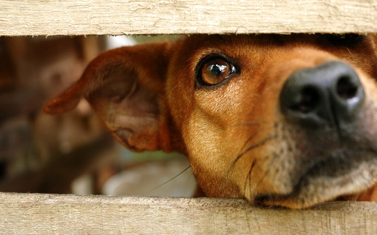 dog looking through fence