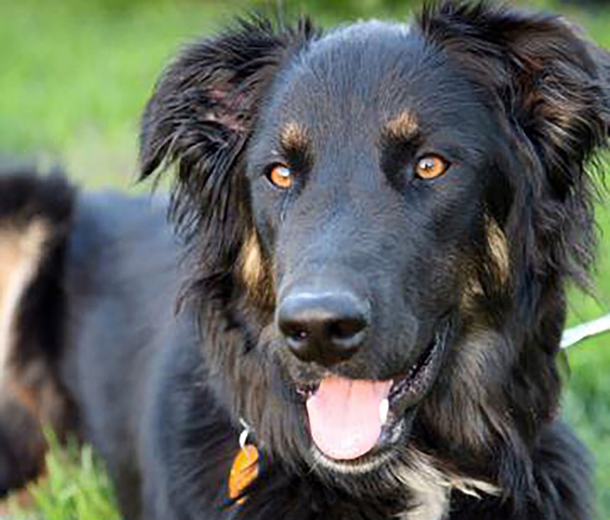 Beautiful Shepherd Mix