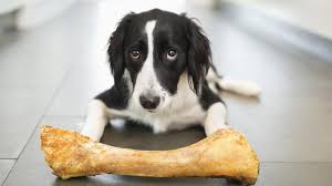 Black and White dog laying on tile file with large bone