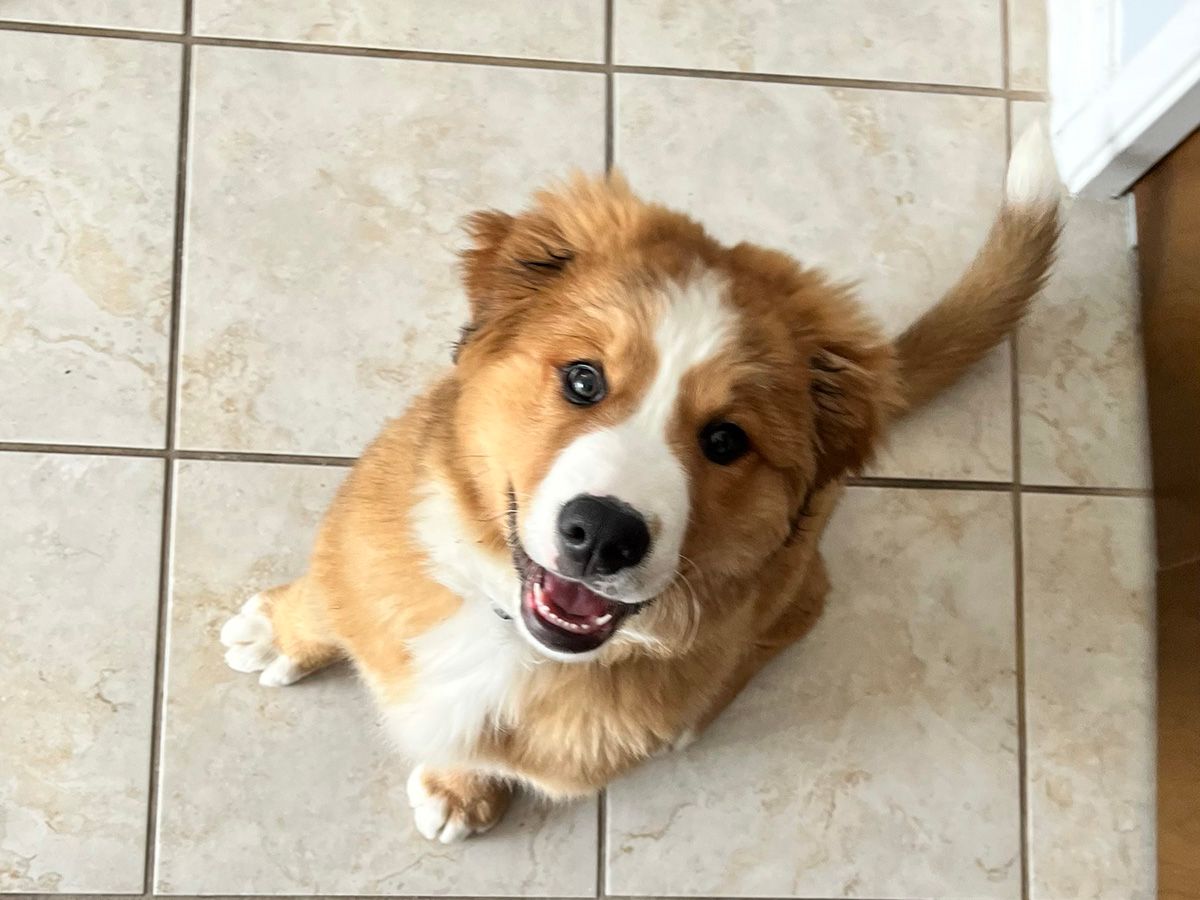 Canine Minds and Manners Dog Training Calgary Dog Training