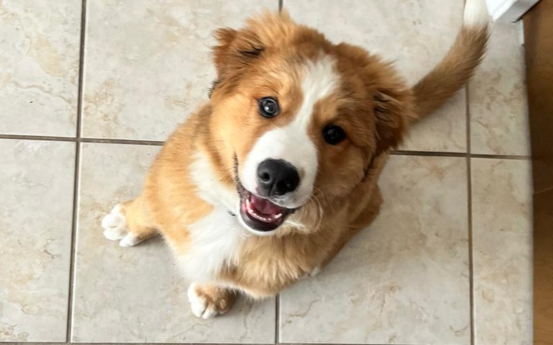 Adorable fluffy puppy