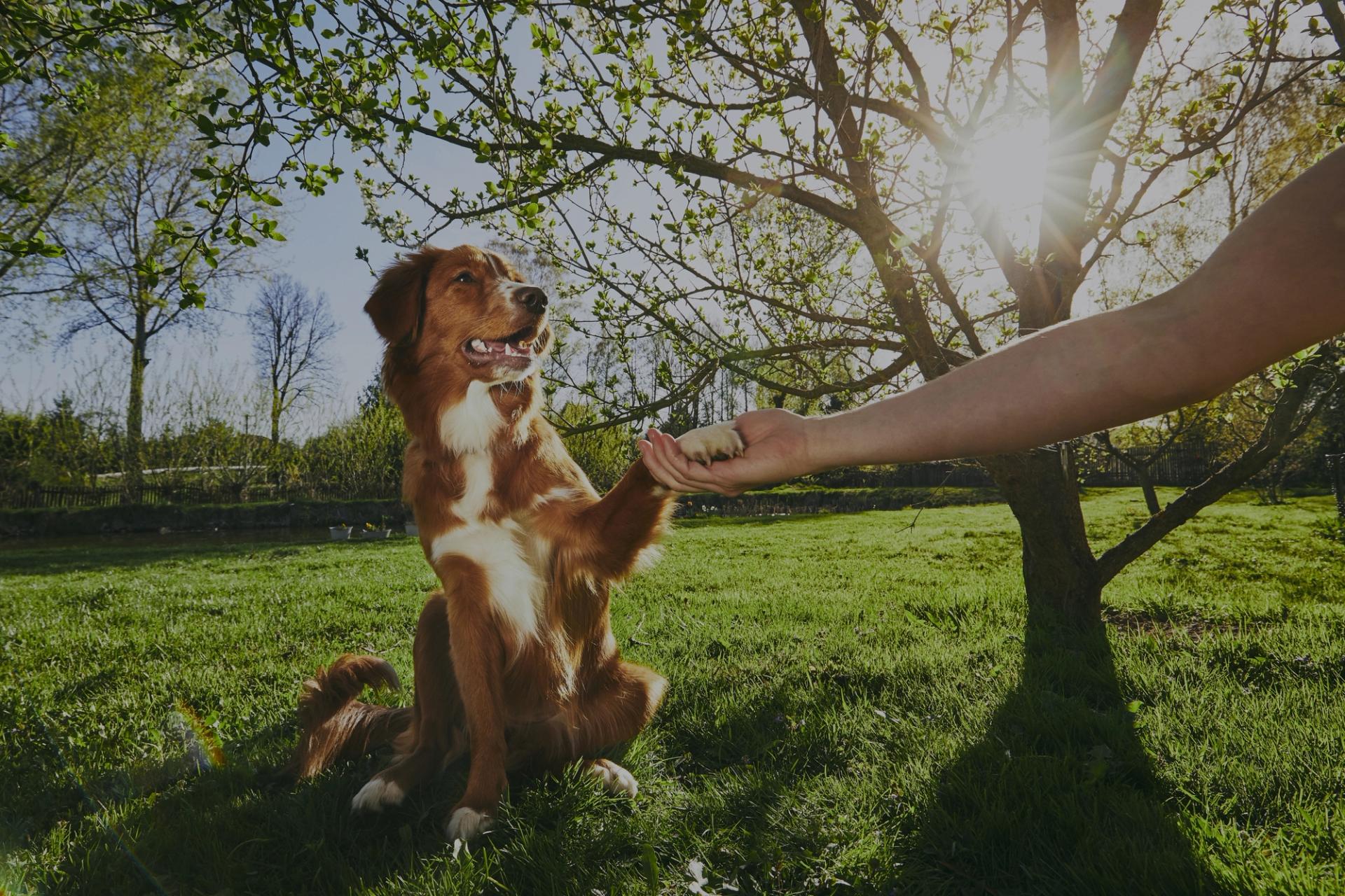 Good dog shaking a paw