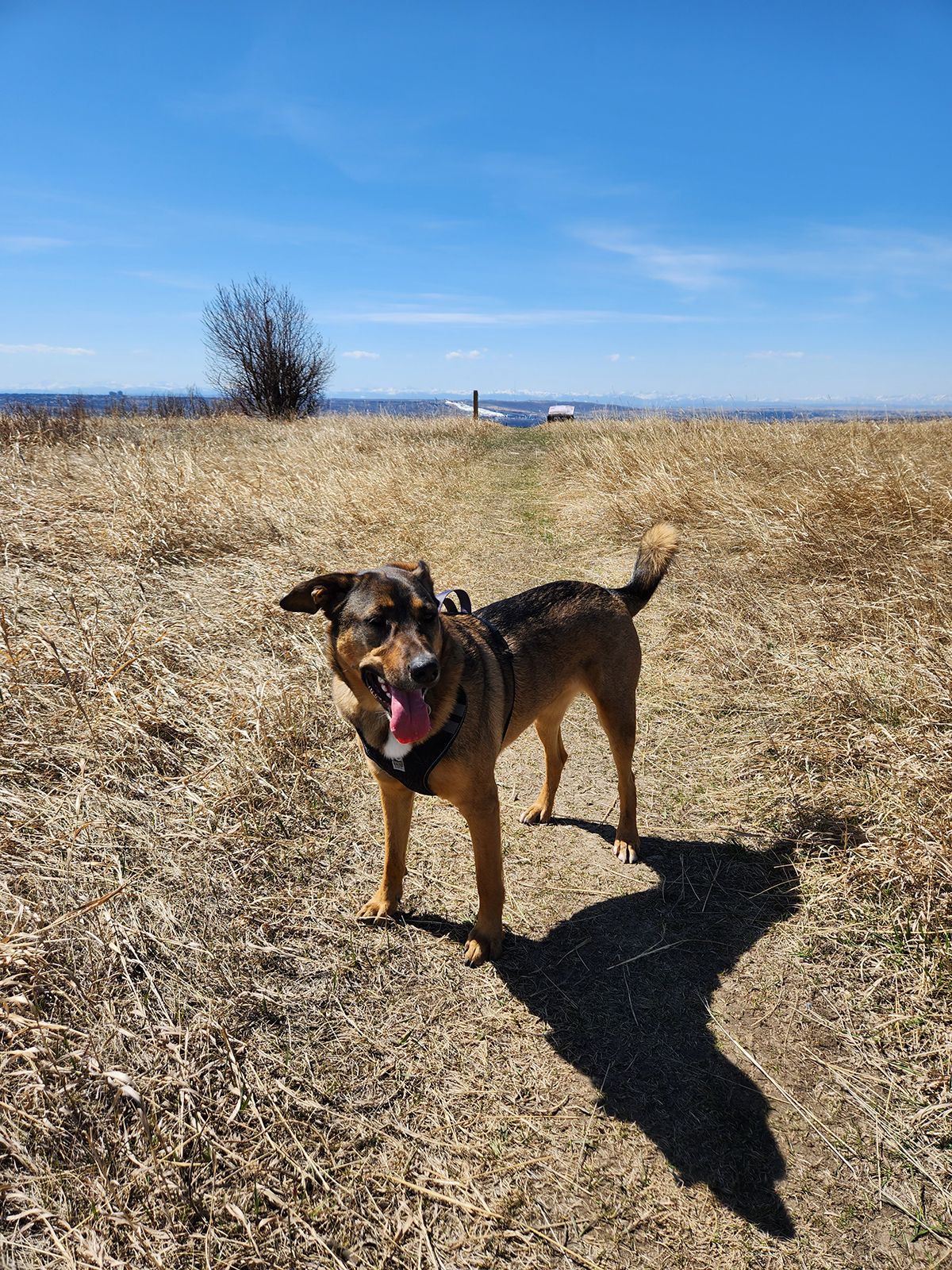 Shepherd Mix outside