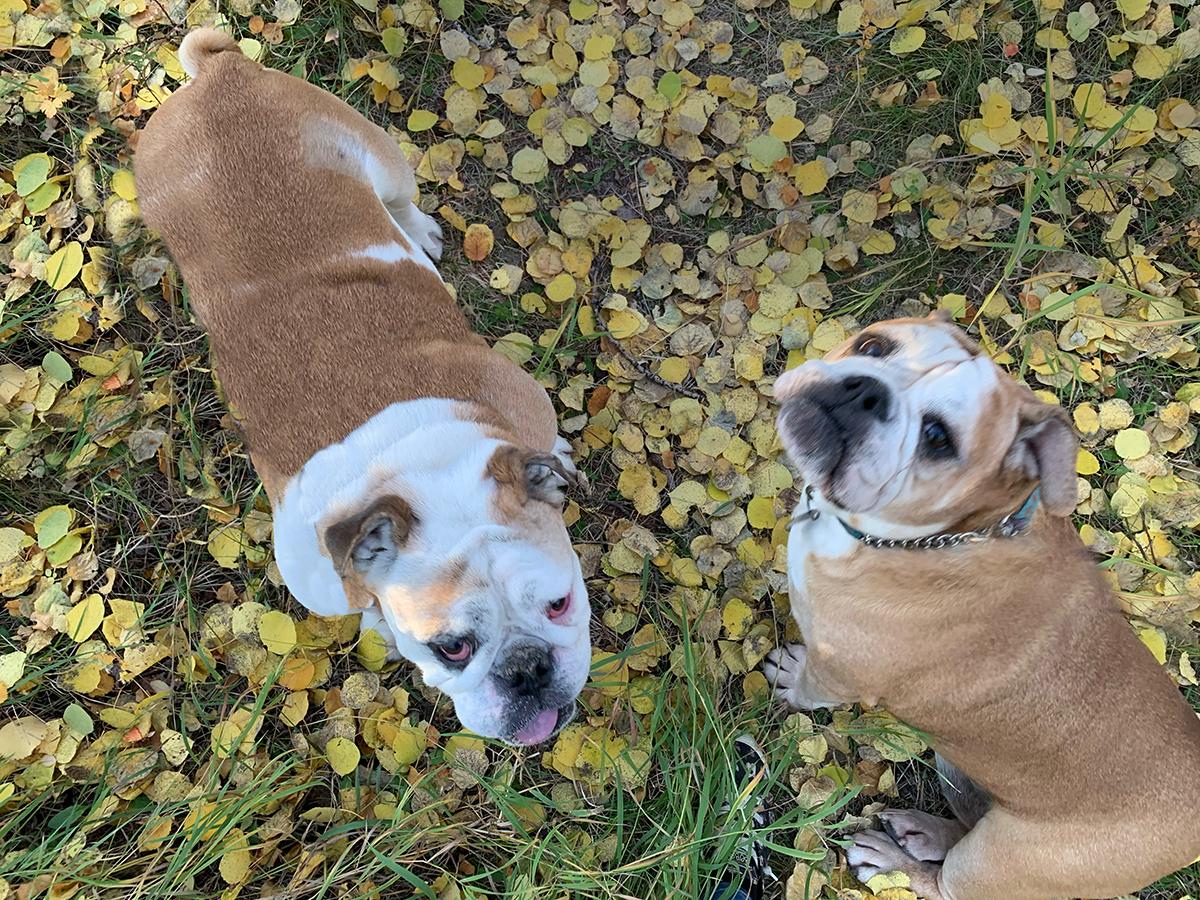 Bulldogs in fall