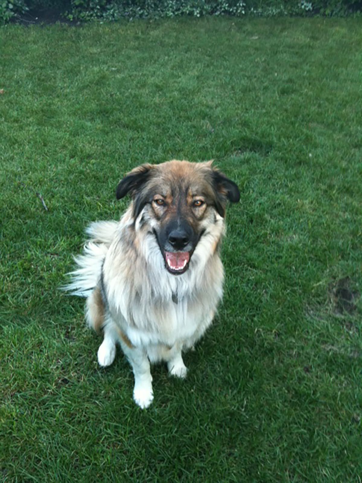 beautiful mixed breed