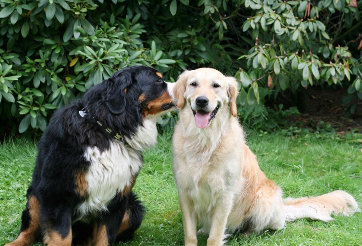 dog whispering in another dog's ear