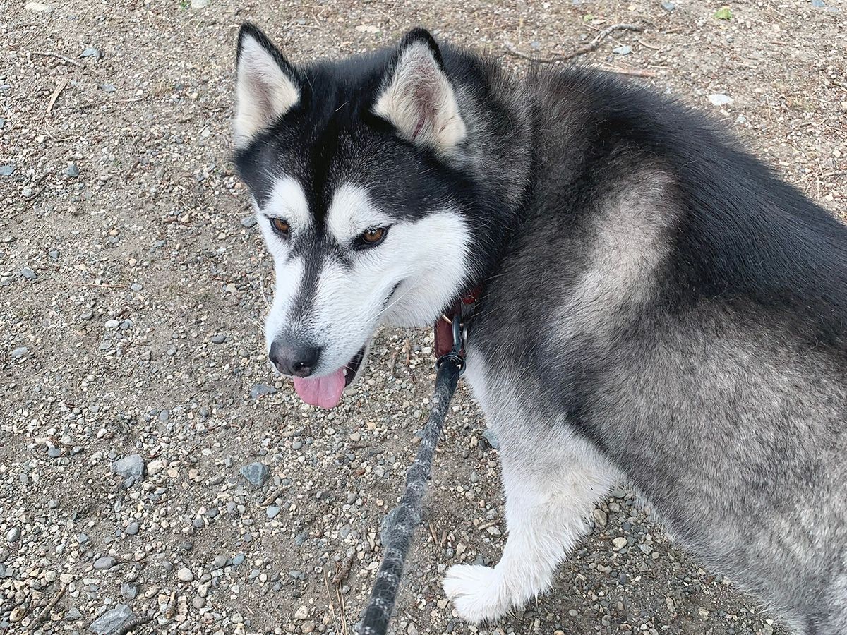 Canine Minds and Manners Dog Training Calgary Dog Training