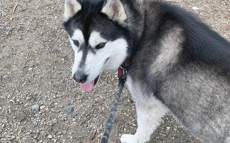 Husky on a walk