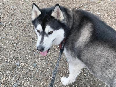 Husky on a walk