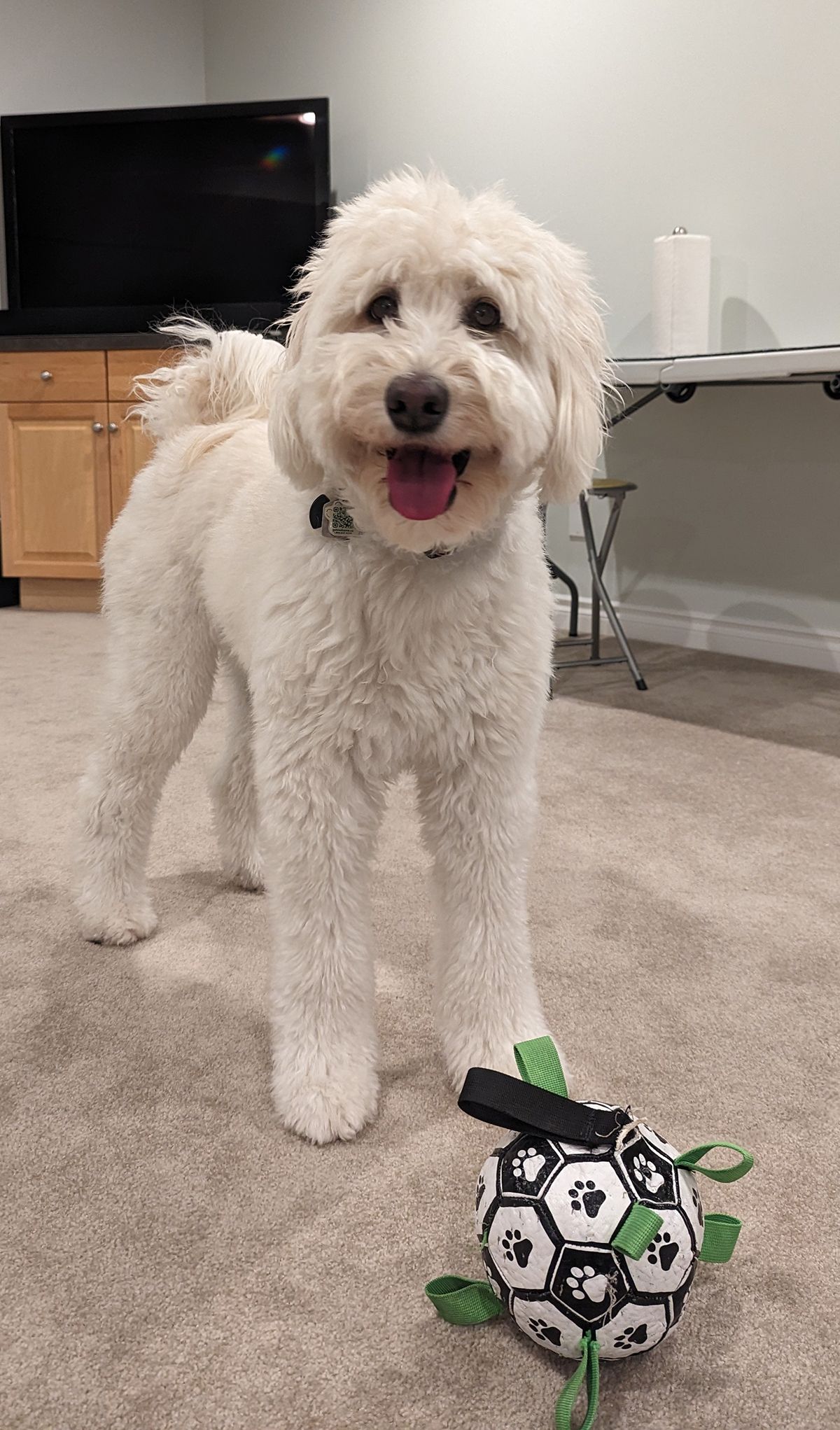 White dog with toy in front