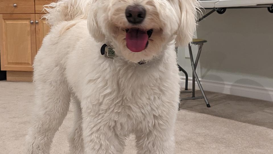 White dog with toy in front