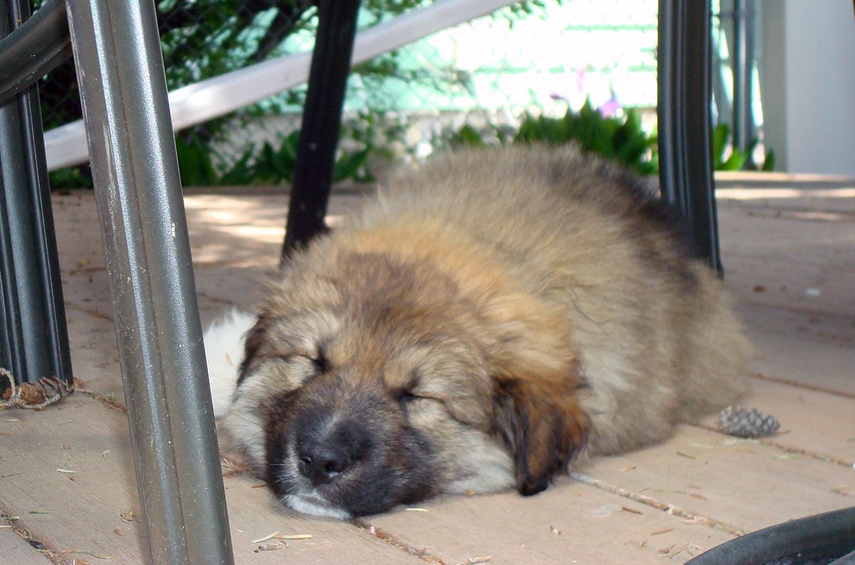 Puppy sleeps
