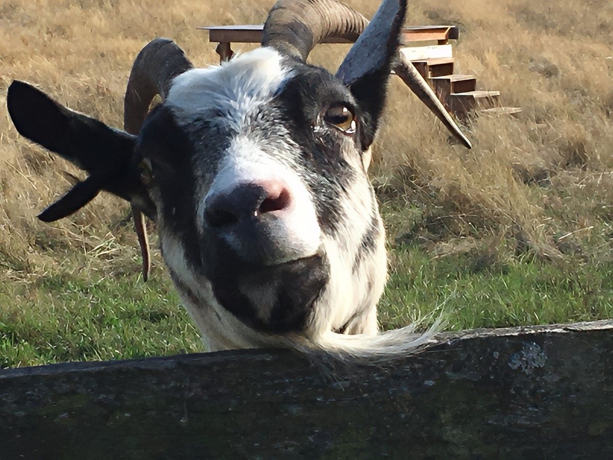 Goat House by Jennifer Ryan Design