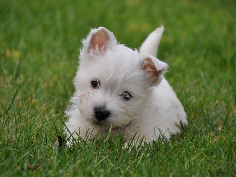 West Highland White Terrier