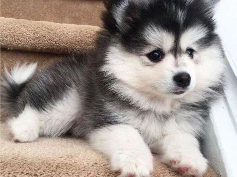 Pomsky