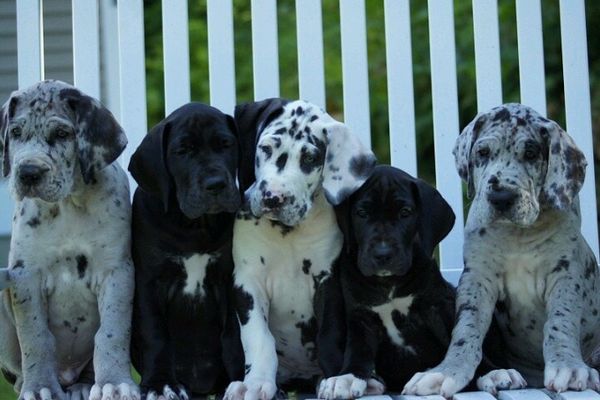 Cómo elegir la raza adecuada para ti