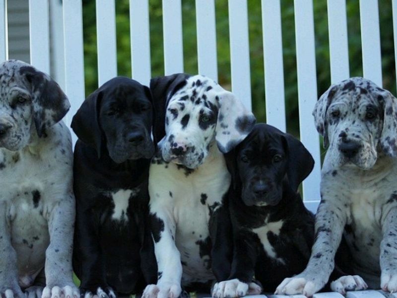 Cómo elegir la raza adecuada para ti