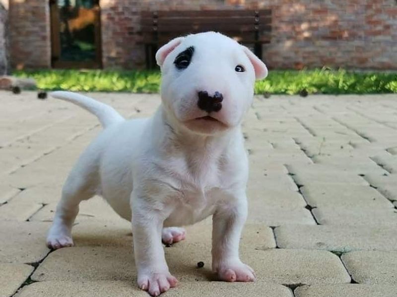 Bullterrier