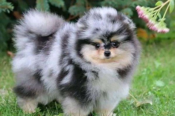 ¿Porqué adquirir un cachorro?