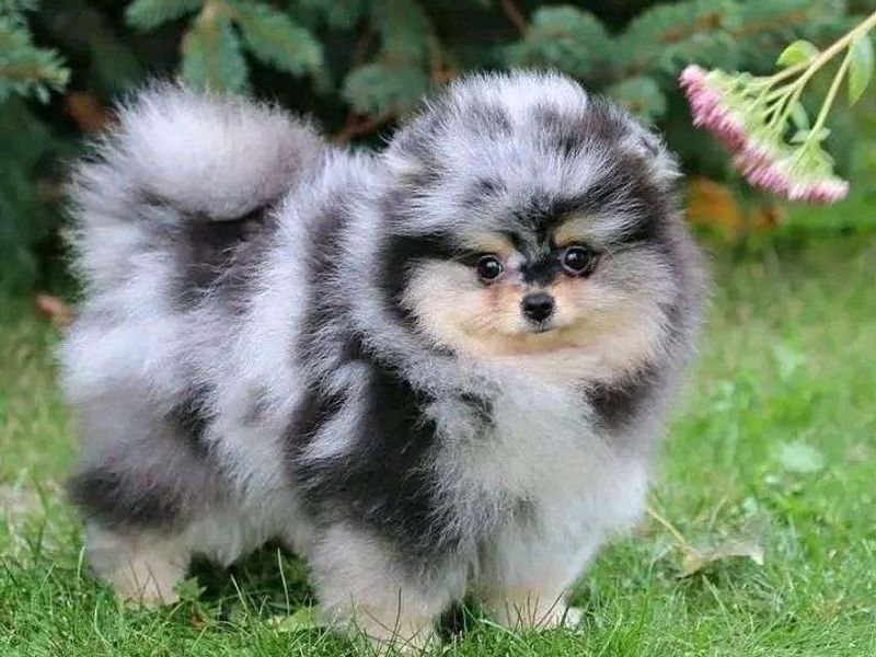 ¿Porqué adquirir un cachorro?