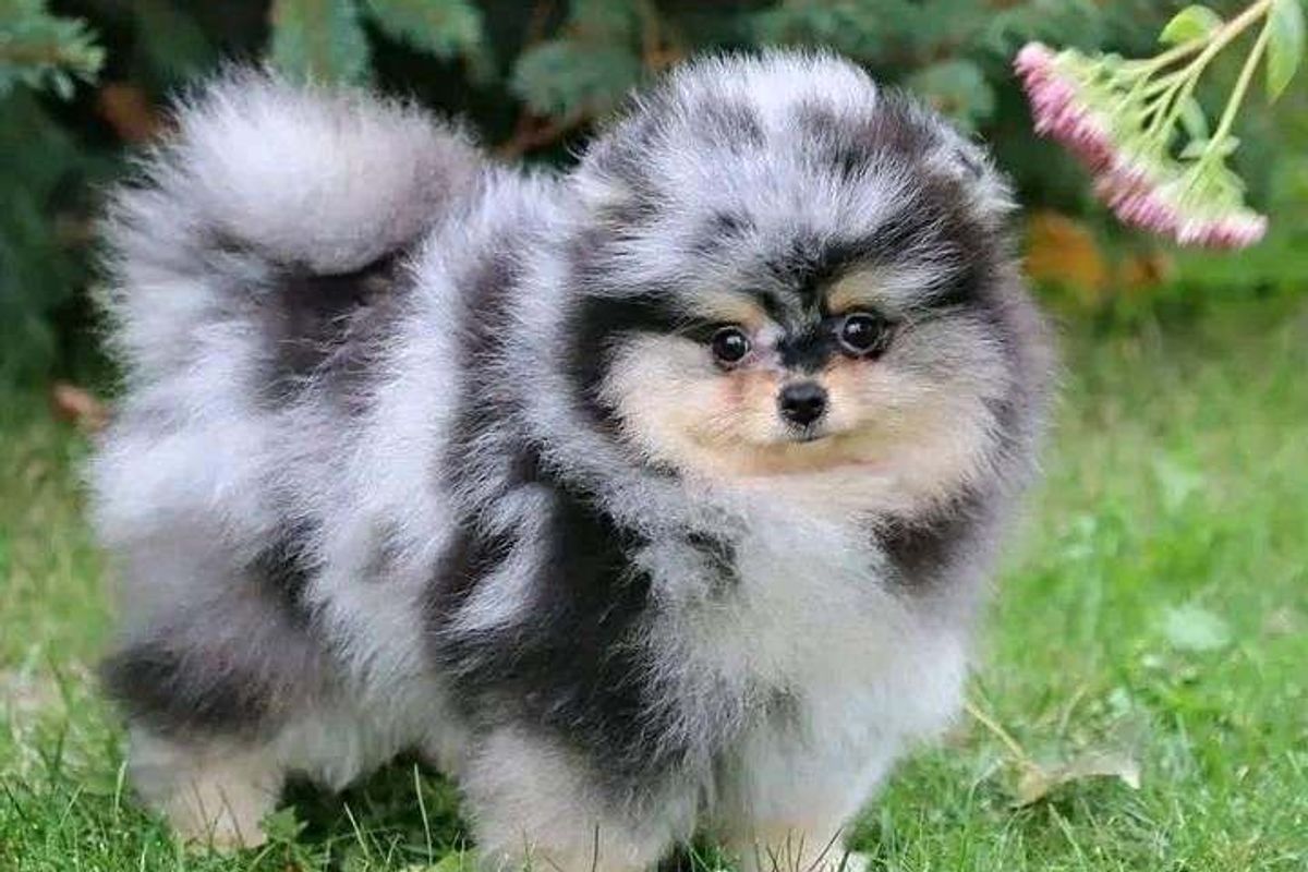 ¿Porqué adquirir un cachorro?