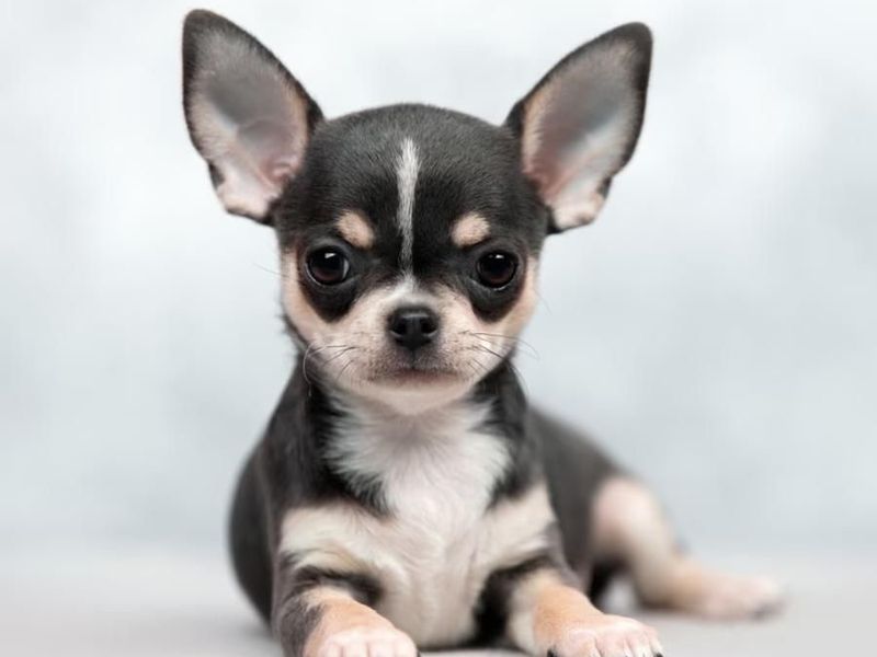 Chihuahua Pelo Corto