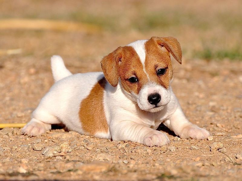 Jack Rusell Terrier